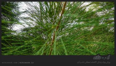 درخت کازوارینا و خواص آن/ ویکی ووک