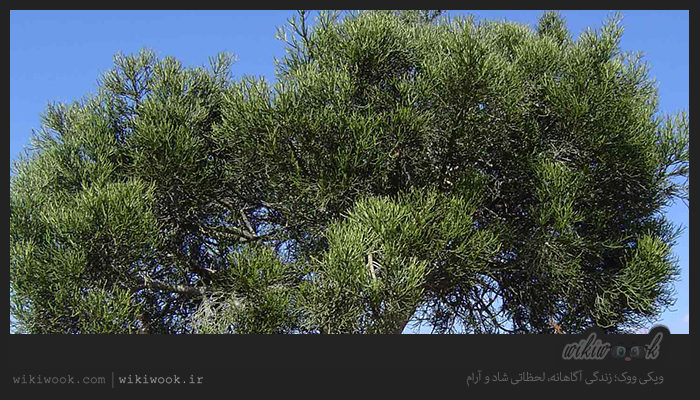درختچه‌ی بیدار و خواص آن / ویکی ووک