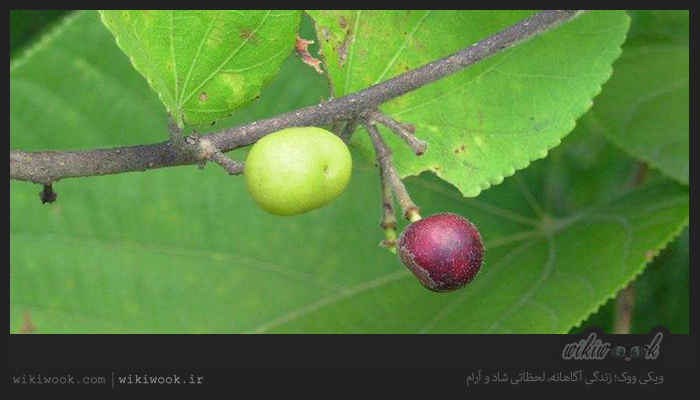 گیاه کانگو و خواص آن / ویکی ووک