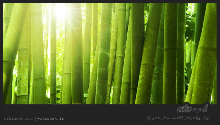داستان انگیزشی شماره 41 - درخت بامبو / ویکی ووک
