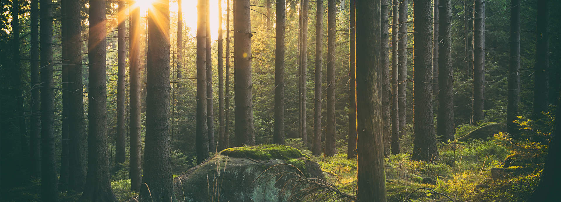 طبیعت جنگل - ایران
