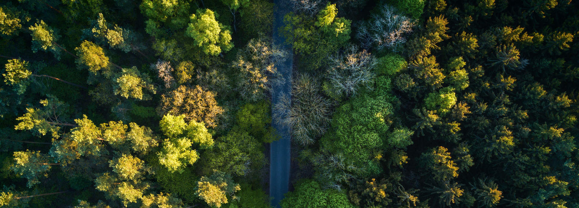 طبیعت درختان ویکی ووک