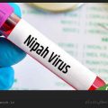 ویروس نیپا چیست؟ / ویکی ووک