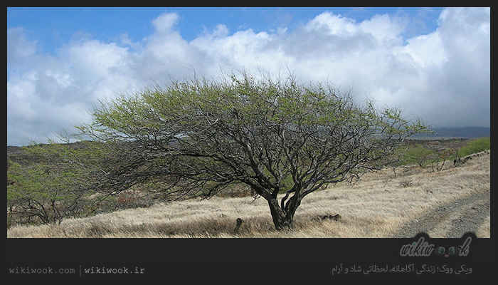 درخت کهور و خواص آن / ویکی ووک