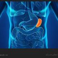 طحال چه نقشی در بدن دارد؟ / ویکی ووک