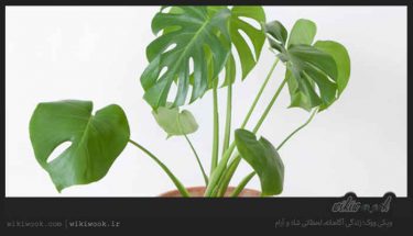 چگونه گیاه برگ انجیری را در آپارتمان نگهداری کنیم؟ / ویکی ووک
