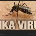 ویروس زیکا چیست؟ / ویکی ووک