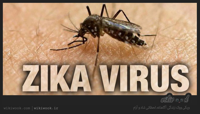 ویروس زیکا چیست؟ / ویکی ووک