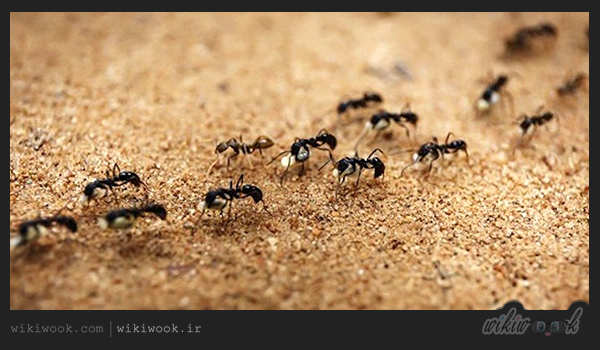 بیرون کردن مورچه ها از محل زندگی با چند روش ساده - ویکی ووک