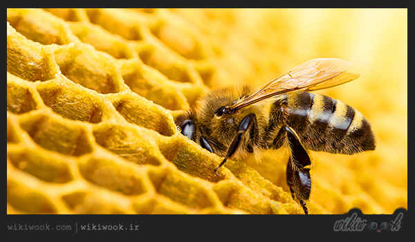 زنبور عسل چگونه زندگی می کند؟ / ویکی ووک