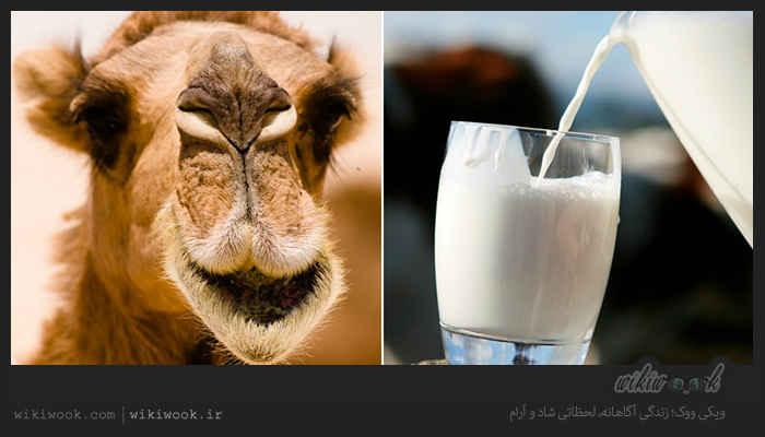 شیر شتر چه خواصی دارد؟ / ویکی ووک