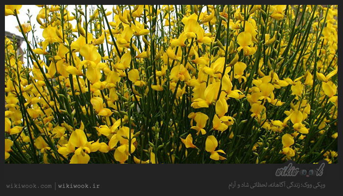 گل طاووسی و خواص آن / ویکی ووک
