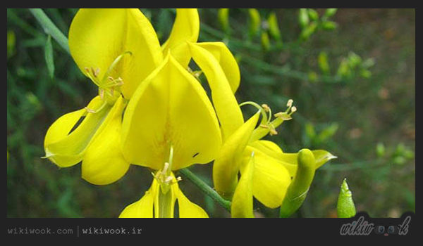 گل طاووسی و خواص آن / ویکی ووک