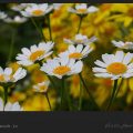 بابونه