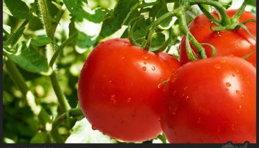 خواص گوجه فرنگی - ویکی ووک