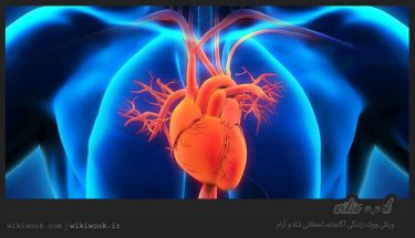 کدام ادویه ها برای بیماران قلبی مفید است؟ / ویکی ووک