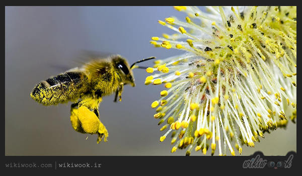 گرده گل زنبور عسل