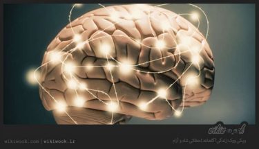 چگونه مغزی فعال داشته باشیم؟ / ویکی ووک