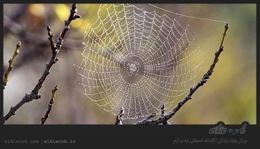 داستان انگیزشی شماره 48 - تار عنکبوت / ویکی ووک
