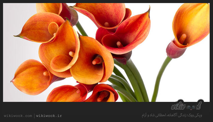 داستان انگیزشی شماره 52 - دسته گل برای مادر / ویکی ووک