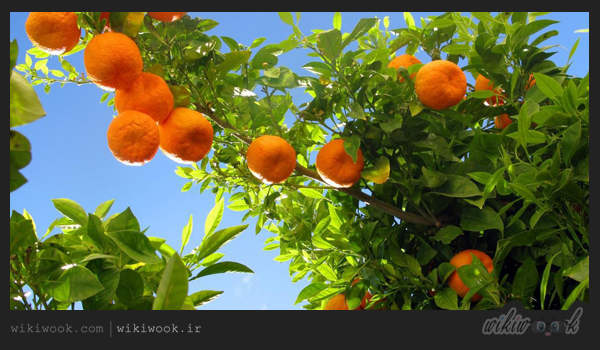 نارنج و خواص آن - ویکی ووک