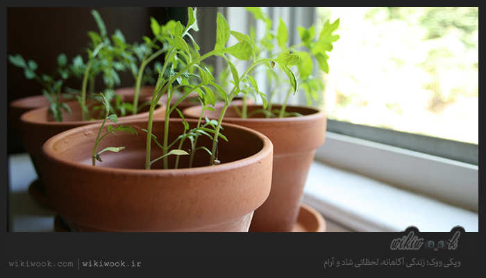 معرفی و کاشت گیاهان خوراکی مناسب آشپزخانه و شرایط آن - ویکی ووک