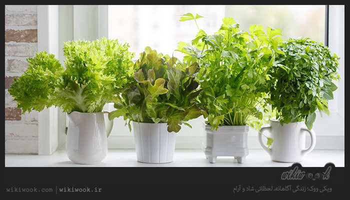 شرایط کاشت گیاهان خوراکی در آشپزخانه و نکات قابل توجه آن - ویکی ووک