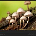 چگونه قارچ های سمی را تشخیص بدهیم؟ / ویکی ووک