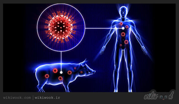 چگونه از ابتلا به آنفلوآنزای خوکی پیشگیری کنیم؟ / ویکی ووک