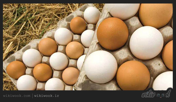 آیا تخم مرغ قهوه‌ای و سفید باهم تفاوت دارند؟ / ویکی ووک